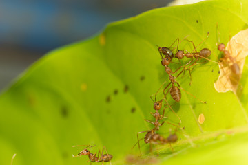 Red ant,Weaver Ants (Oecophylla smaragdina),Action of ant, ant standing
