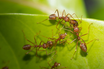Red ant,Weaver Ants (Oecophylla smaragdina),Action of ant, ant standing