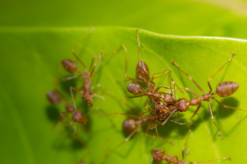 Red ant,Weaver Ants (Oecophylla smaragdina),Action of ant, ant standing