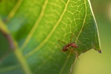 Red ant,Weaver Ants (Oecophylla smaragdina),Action of ant, ant standing