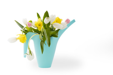 the Blue plastic watering can with a bouquet of flowers of yellow daffodils and white and pink tulips on the white background. Garden accessories.