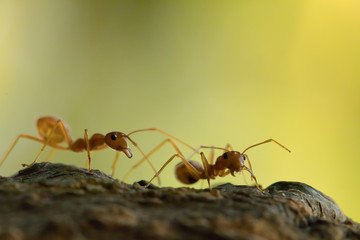 Red ant,Weaver Ants (Oecophylla smaragdina),Action of ant, ant standing