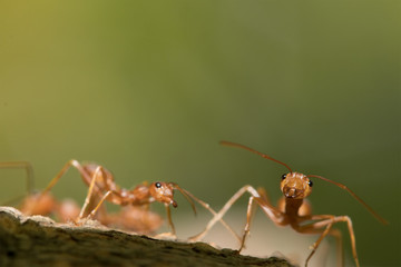 Red ant,Weaver Ants (Oecophylla smaragdina),Action of ant, ant standing