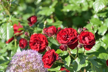 Macro details of vibrant red Rose flowers in garden