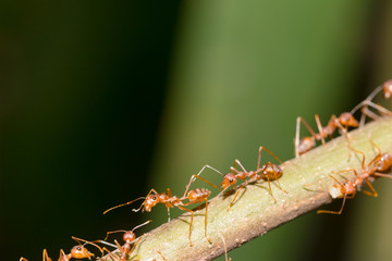Red ant,Weaver Ants (Oecophylla smaragdina),Action of ant, ant standing