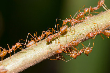 Red ant,Weaver Ants (Oecophylla smaragdina),Action of ant, ant standing