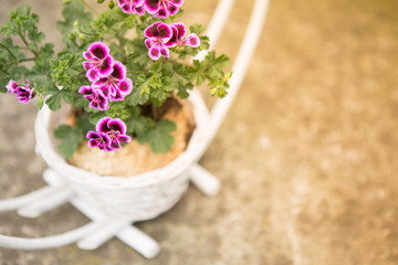 Beautiful pink english geranium