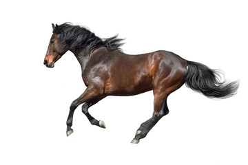 Fototapeta na wymiar Bay horse run gallop isolated on white