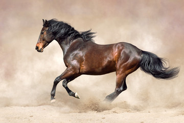 Bay horse run free in sand
