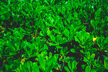 Obraz premium green plants texture with small leafs
