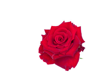Red rose isolate on white background with clipping path