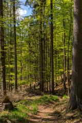 Fototapeta na wymiar Wald im Gebirge, Schmaler Pfad durch den Harz