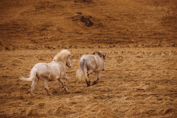 Obraz na płótnie Canvas Icelandic horses running free