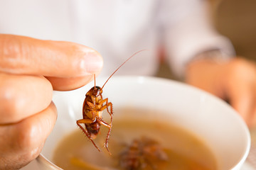 Cockroach in hand take up from soup,Contaminate bacteria food risk of food poinsoning