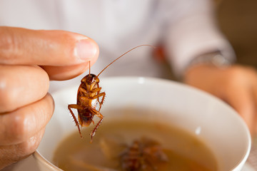 Cockroach in hand take up from soup,Contaminate bacteria food risk of food poinsoning