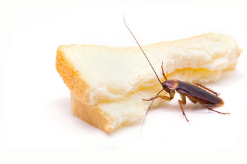 Close up of cockroach on a slice of bread