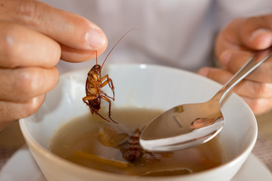 Cockroach in hand take up from soup,Contaminate bacteria food risk of food poinsoning