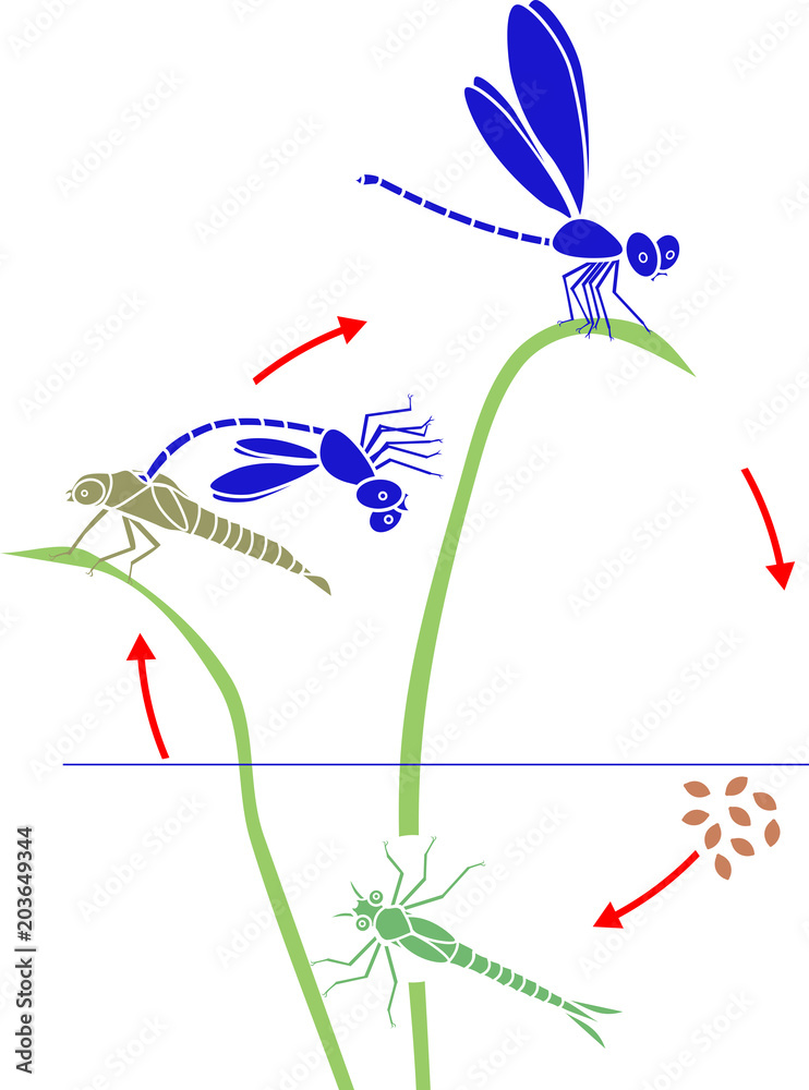 Poster life cycle of dragonfly. sequence of stages of development of dragonfly from egg to adult insect - Posters
