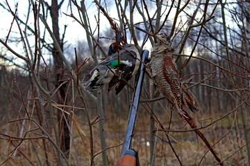 Trophies of the hunter in the spring. Males of woodcocks caught during spring hunting, during mating.