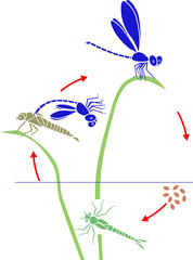 Life cycle of dragonfly. Sequence of stages of development of dragonfly from egg to adult insect
