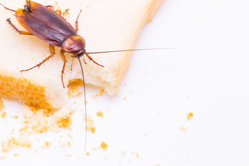 Close up of cockroach on a slice of bread