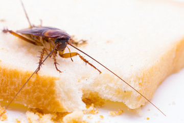 Close up of cockroach on a slice of bread