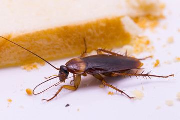 Close up of cockroach on a slice of bread