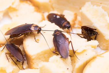 Cockroach on a slice of bread