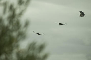 Vultures flying over a mountain top