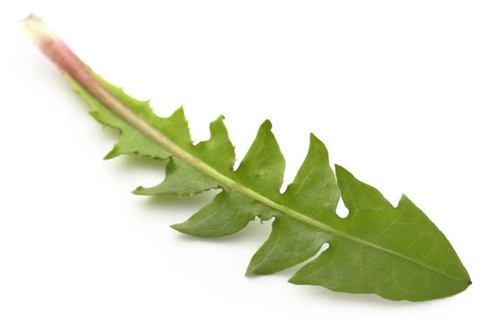 Medicinal Dandelion Leaf