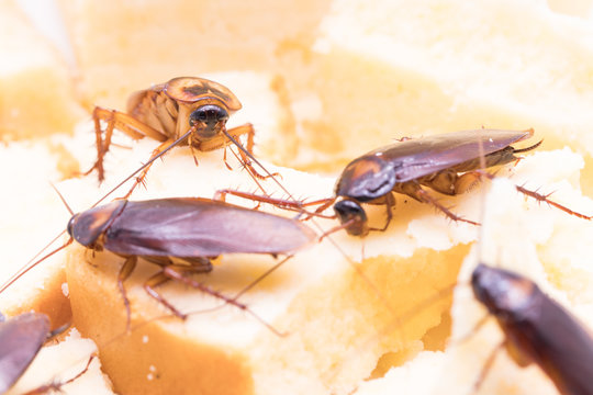 Cockroach on a slice of bread