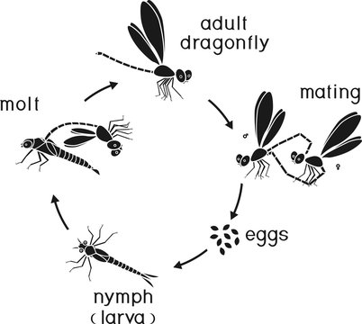Life cycle of dragonfly. Sequence of stages of development of dragonfly from egg to adult insect
