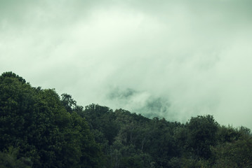 Forest in the mountains covered by dense fog and clouds
