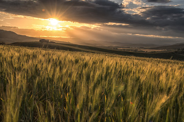 sicilian wheat field
