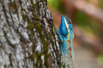 Calotes mystaceus - Blue Crested Lizard
