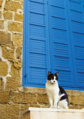 Black and white cat is sitting against blue shutter of old house in Yafo, Israel