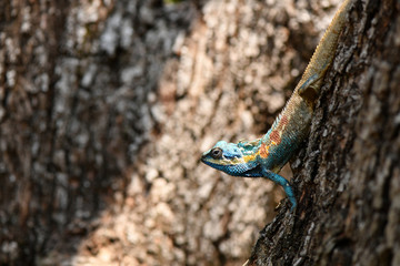 Calotes mystaceus - Blue Crested Lizard
