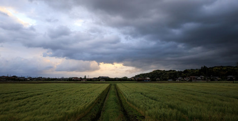 Obraz premium Sunrise over rice field on a rainy day
