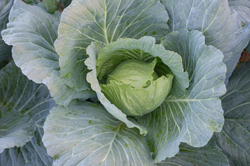 Obraz premium cabbage in the garden