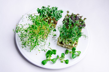 Home grown microgreens - group organic pea, broccoli sprouts grown in petri dish on white background. Sprouts are source of myrosinase enzyme and sulforaphane as anticancer treatment.