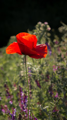 Obraz premium Red poppy