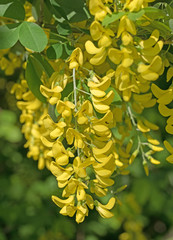Blühender Goldregen, Laburnum