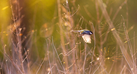 Great tit in flight between bushes backlit by morning sunlight.