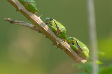 Three european tree frogs (Hyla arborea) on stem of blackberry bush.