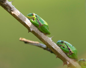 Three european tree frogs (Hyla arborea) on stem of blackberry bush.