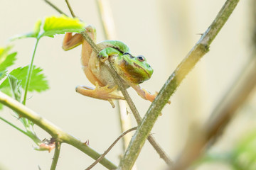 European tree frog (Hyla arborea) climbing on stem of blackberry bush.
