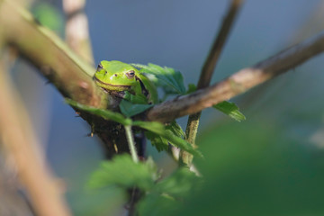 European tree frog (Hyla arborea) on stem of blackberry bush.