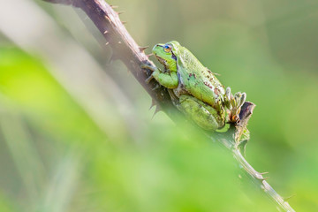 European tree frog (Hyla arborea) on stem of blackberry bush.