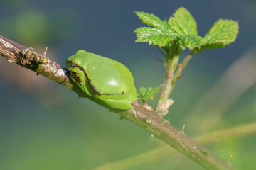 European tree frog (Hyla arborea) on stem of blackberry bush.