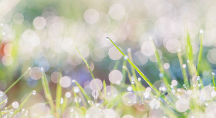 Obraz premium Blades of grass with dewdrops at sunrise. Macro shot.